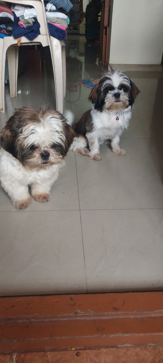 Shih tzu Male  8 Month And Female 7 Month old for Sale